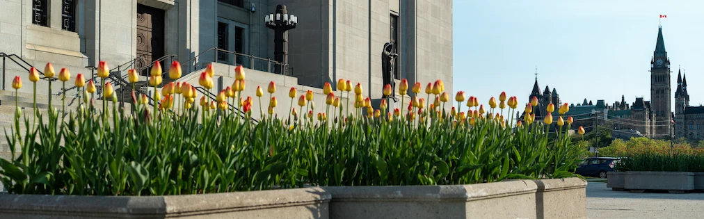 Des tulipes devant l’édifice de la Cour suprême du Canada